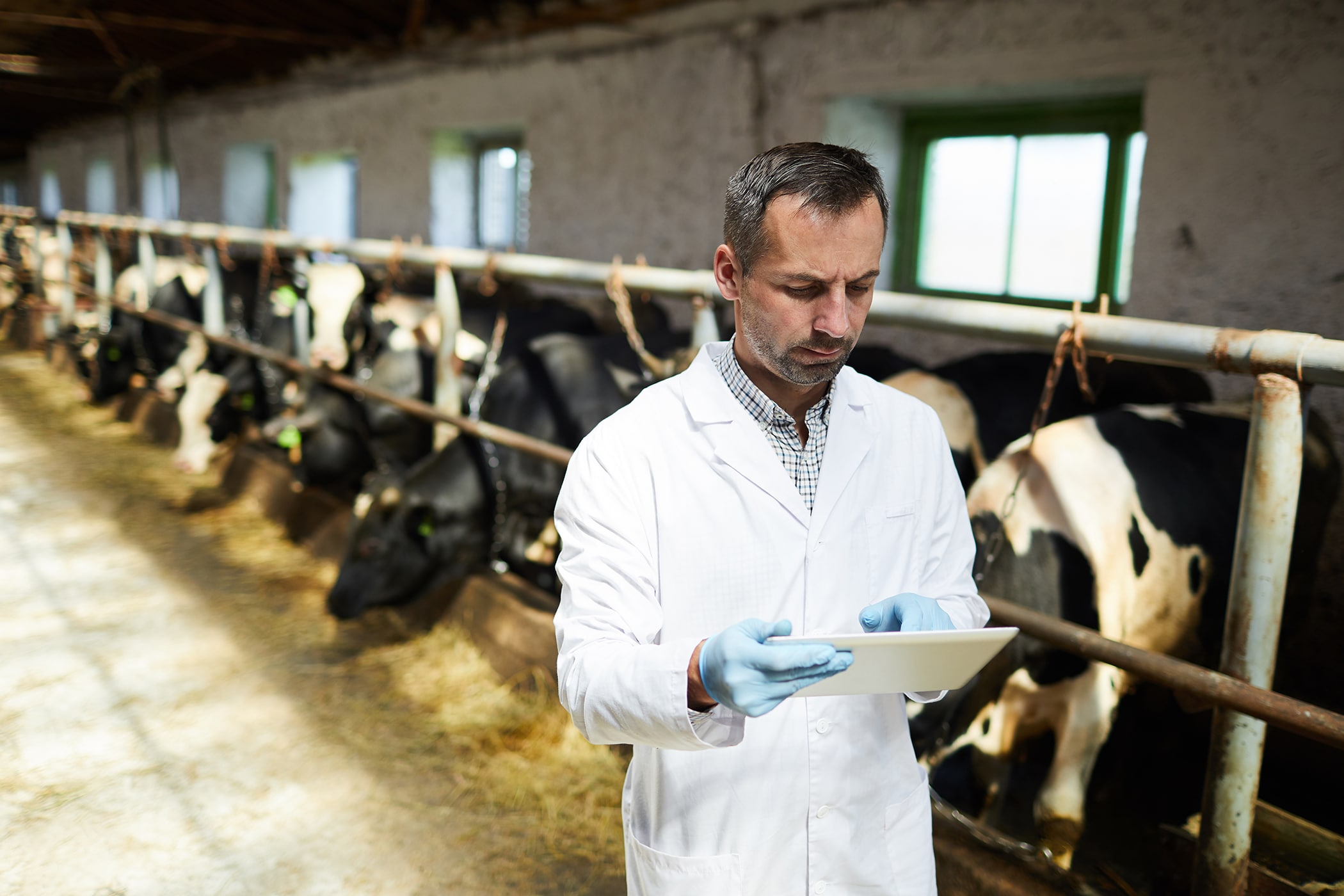 Veterinarian at Modern Farm